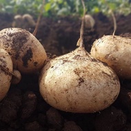 5 pcs benih sengkuang/jicama/bangkuang seed benih sayur murah sengkuang calit vege seed grow your ow