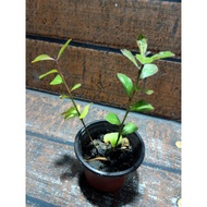 Anak Pokok Doa/ Green Bucida