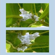 Oshin 20WP Racun Serangga Padi Bena Putih Insect terus mati White Bena Rice Insect Poison Insect 10g
