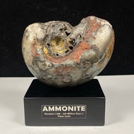 380Gr F osil Ammonite - Ammonite Full Suturenatural