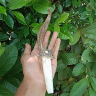 Once Pipa Tanduk Kijang Asli