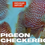 Ikan Discus Pigeon Checkerboard 3" Indukan Import
