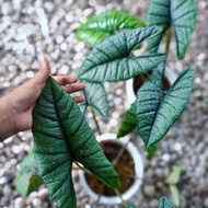 alocasia Bisma indukan