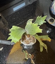 P. Willinckii Spur TC