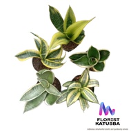 paket tanaman hias 5 jenis sensivera versi florist katusba