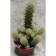 monkey tail cactus indoors plant