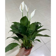 NMS /【Ready Stock】Peace Lily/ Spathiphyllum 白掌 蜡烛花 140mm Pot Size/ Indoor Live Plant/ Pokok Hiasan