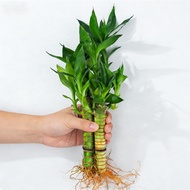 Fresh hydroponic monoculture Lucky Bamboo/ Lucky Bamboo Pyramid/Dracaena Sanderiana/Chinese Lucky Ba