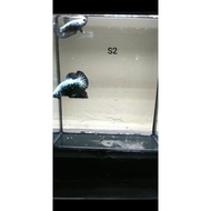 Ikan Betta Pair Black Samurai