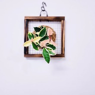 斑葉毬蘭苔球│板植│居家裝飾│窗邊植物│