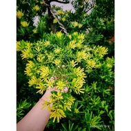 黄金钻罗汉松(原生苗)Gold Diamond podocarpus