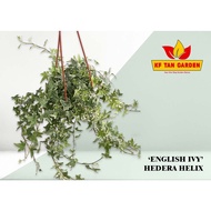 KF - English Ivy Var. - Hedera Helix 常春藤 // Live Plant // KFTANGARDEN