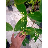 Jambu Air Kondisi Berbunga Rimbun