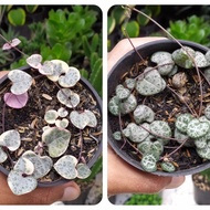 sukulen string of heart variegata dan string of heart green