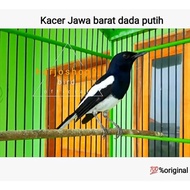 (0_0) Kacer burung Kacer Jawa barat dada putih ("_")