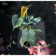 Philodendron Lupinum by LS Group