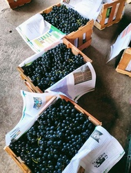 BUAH anggur Bali segar 1kg