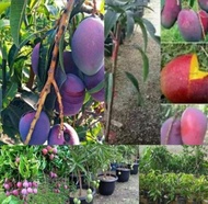 ANAK POKOK MANGGA IRWIN (PURPLE MANGO) 4.5 FEET TALL