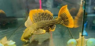 Pleco L600 Leopard Cactus Pleco Ikan Pleco5cm 帝王血钻异型，Ready Stock