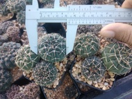 🌵💥ยิมโนอ๊อกโซ พอต 3-5 ต้น💥🌵 Gymnocalycium ochoterenae  ขนาด 2-3 ซม.  ต้นกระบองเพชร ต้นแคคตัส (แคคตัส กระบองเพชร)