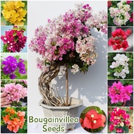 [100% Original] Bonsai Bougainvillea Seeds Assorted Flower Seeds for Gardening (Mix Color 70pcs) Pot