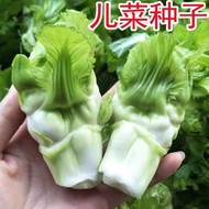 Sichuan Children's Vegetable Seeds Seeds Mustard Seeds Four Seasons Vegetables Baby Vegetables Veget