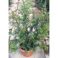 Pomegranate Plant in pot size 8 inches est height 1 feet