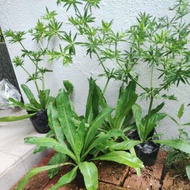 Thorny Coriander Herbs Plant Herb Pokok Herba Cilantro Japan Coriander 刺芫荽/鬼佬芫茜