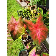 Bulb Only Local Caladium Pink+ReddishGreen