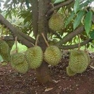 Anak Pokok Durian Musang King CEPAT BERBUAH