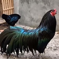 telur ayam hias black Sumatra