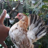 Ayam Hias (Chocin/Serama/Kate/Kate Ceper/Batik/Kapas/Jambul/Chamois)