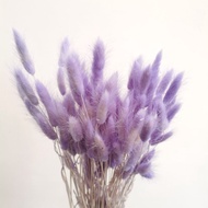 Sale Lagurus Purple / Bunga Kering / Bunny Tail