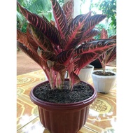 Aglaonema Red sumatra trend 2020