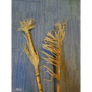 Tongkat Rotan Sonsang Rare COLLECTORS ITEM