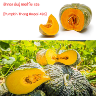 เมล็ดพันธุ์ ฟักทอง พันธุ์ ทองอำไพ 426 (Pumpkin Thong Ampai 426) 20 เมล็ด ปลูกง่าย ปลูกได้ทั่วไทย