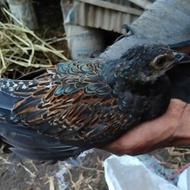 Ayam Hutan Hijau Remaja ,Jaminan Jantan