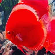 Hiasan Aquarium Discus 4cm Premium untuk Aquascape