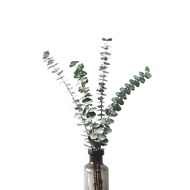 10 Stalks Dried Real Silver Dollar Eucalyptus Plant Decoration