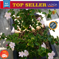 Bunga seribu bintang hidup bahan bonsai seribu bintang tanaman seribu bintang kualitas super Promo t
