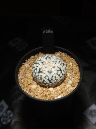 Astrophytum Asterias V兜