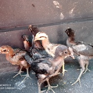 Ayam Pelung Asli Terbaik