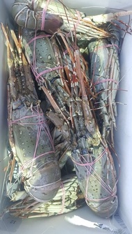 Lobster Frozen Seafood Laut ukuran Besar - Super - 1kg Kualitas Supe