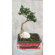 Pokok bonsai Premna akar atas batu tinggi 9 inces