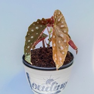 Begonia Maculata Raddi / Begonia polkadot