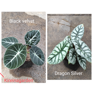 Paket Alocasia Black Velvet &amp; Dragon Silver