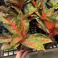 Aglaonema Tiara jumbo☀☀