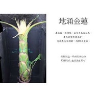 心栽花坊-地湧金蓮(地涌金蓮)(90cm有花)(限量)售價3000特價2000