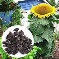 BIJI BENIH BUNGA MATAHARI BESAR/SUNFLOWER MONGOLIAN GIANT(5 SEEDS) BOLEH DIMAKAN SBG KUACI