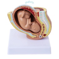 SHFY 9th Month Baby Fetus Foetus  Human  Fetal Development Medical